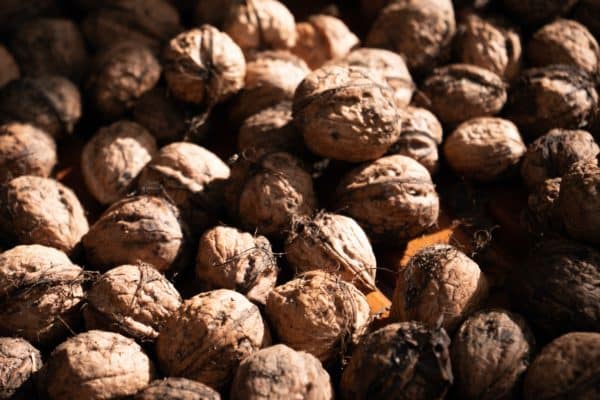 Close up shot of nuts - gros plan de noix