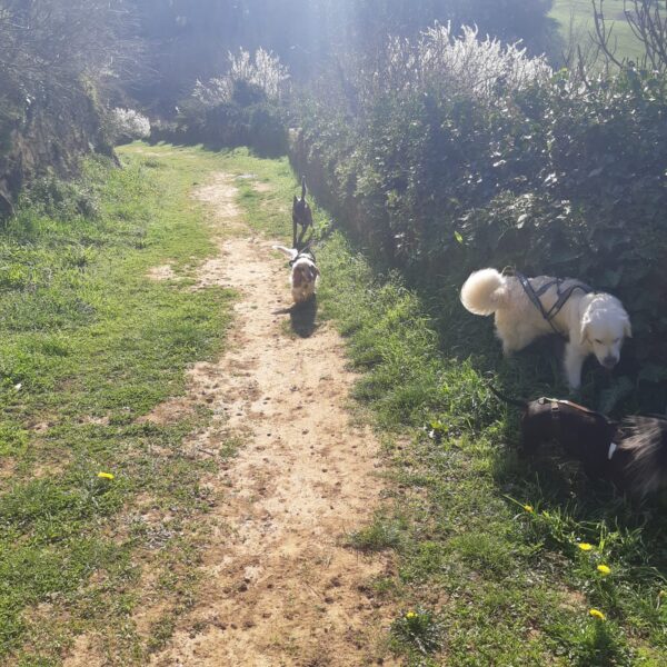 rando avec chien
