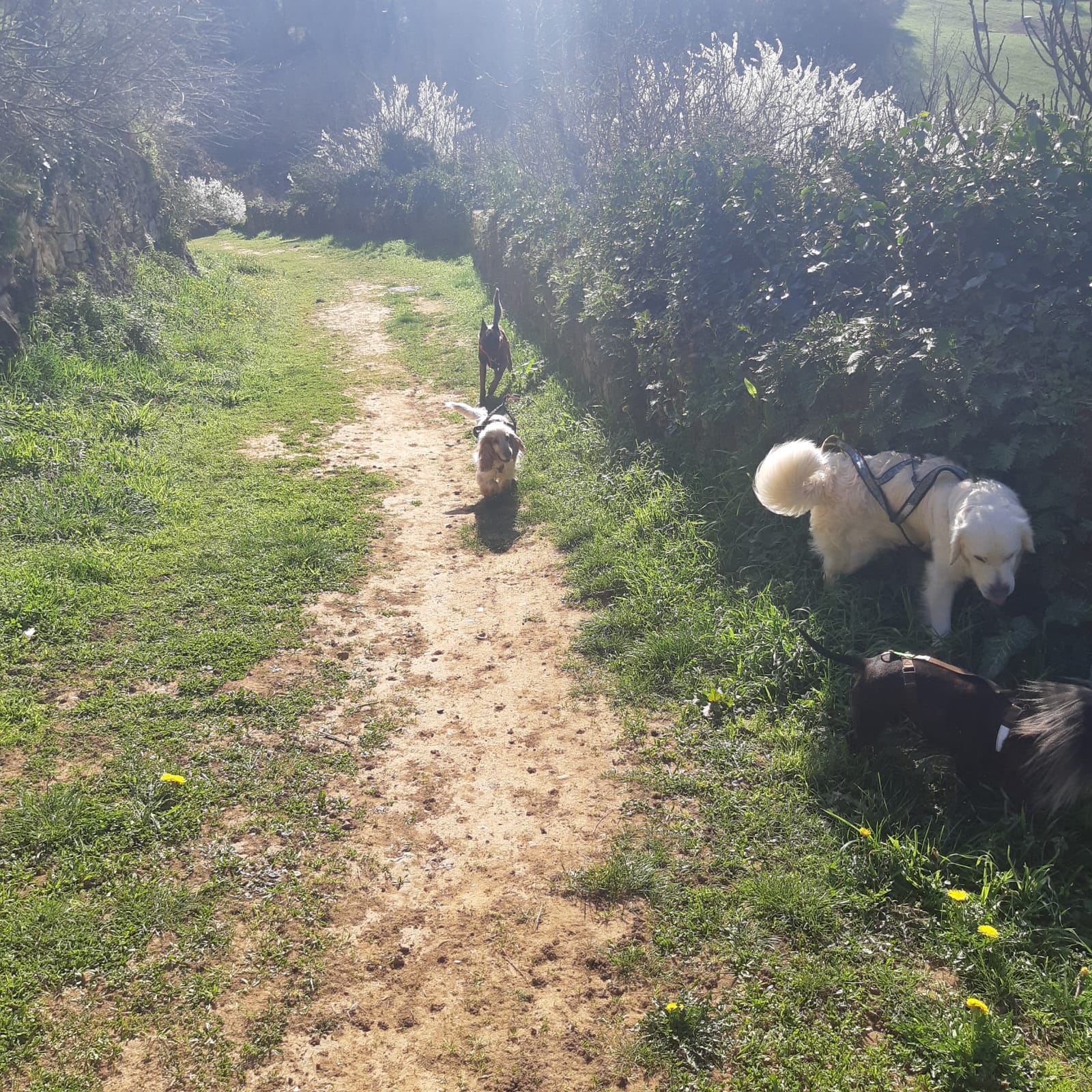 rando avec chien